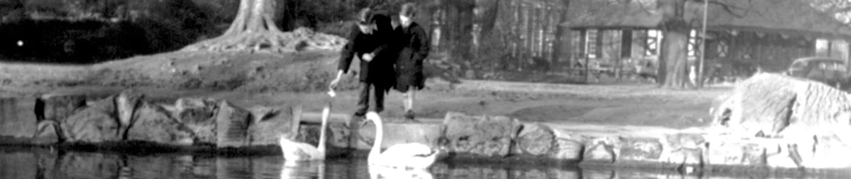 Black and white photo of person feeding two white swans in Pearson park